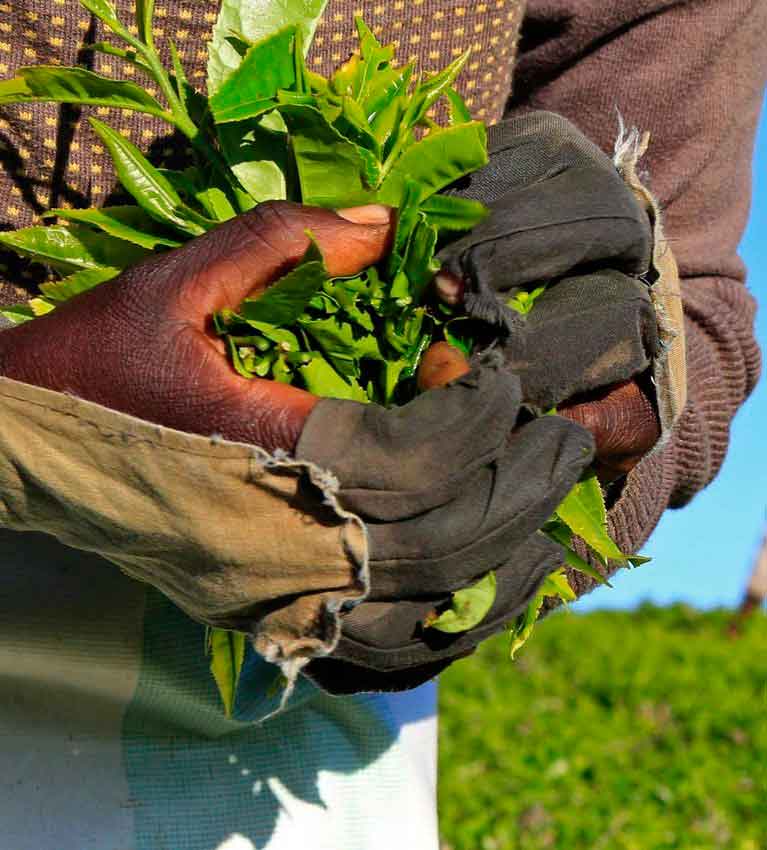 Китай заказывает 5 миллионов килограммов кенийского черного чая